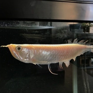 アルビノシルバーアロワナ