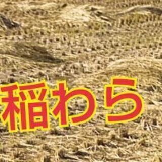 12/13でラスト⭐️藁を必要な方はいますか？の画像