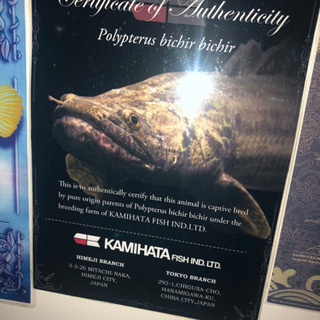 ポリプテルス　ビキールビキール　証明書のみです。の画像