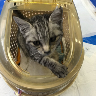 サバトラ子猫里親様募集