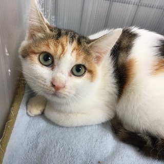 里親決定☆穏やかな三毛キジ猫ちゃん - 里親募集