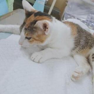 小さな命と自然、人間の共生に未来を - メンバー募集