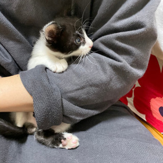おひげ模様のオス　里親様決まりました