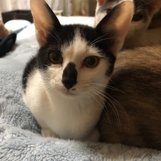 保護して育てた子猫5ヶ月