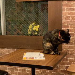 猫カフェ行く人募集🐈☕️