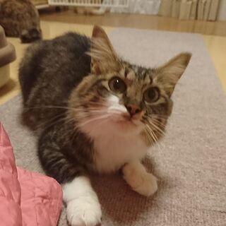 フワフワ長毛女子の雅ちゃん