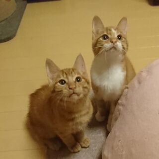 生後約３か月茶トラ＆茶白のクリシモ兄弟