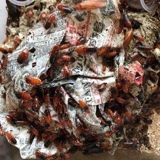 餌用