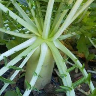 12/15南アルプス方面の方へ配達⭐️お野菜ありますか❓️の画像