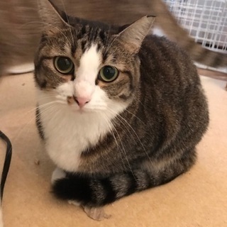 お目目もお顔もまん丸◎癒し系チャイちゃん♡