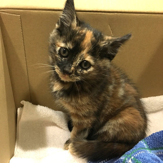幸運の鍵しっぽ　サビ女の子　2カ月程度　とても人懐っこい子猫です