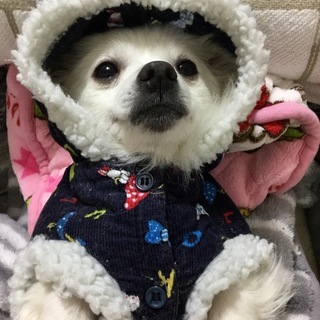 里親決定‼️素晴らしいご縁になりました。感謝致します‼️