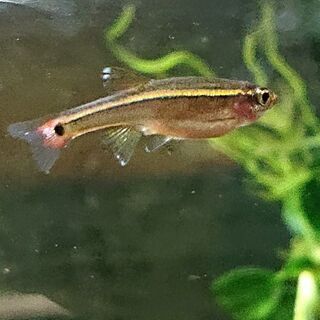 『コッピー』(アクアリウム 熱帯魚 アカヒレ ヒーター不要)
