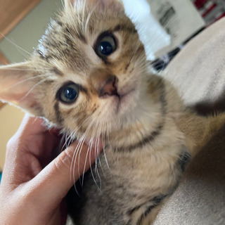 子猫の飼い主さん募集