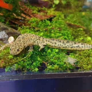 イベリアトゲイモリ (アクアリウム テラリウム かわいい)の画像