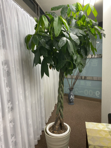 植物