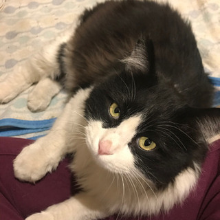 野良猫のハチワレちゃんに暖かいお家を！！