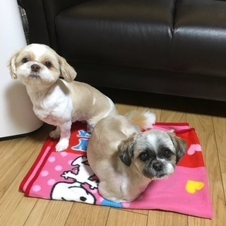 【現在交渉中】シーズー2匹7歳の画像