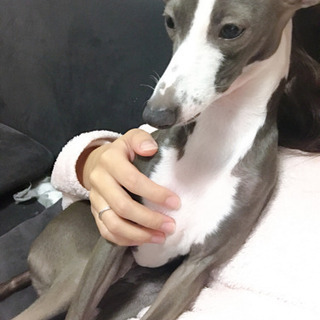 わんちゃん🐶のお洋服、お譲りいただけませんか？