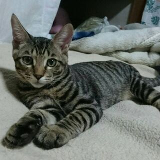 超イケメン猫？イケニャンで 遊び盛りのタッキーの画像