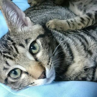 超イケメン猫？イケニャンで 遊び盛りのタッキー - 川崎市