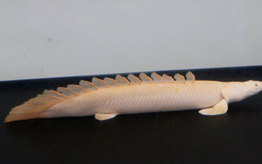 プラチナエンドリケリー  40センチ