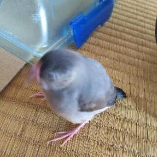 生後２ヶ月の桜文鳥を飼ってください。