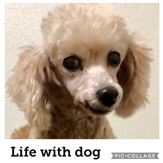 今年最後の犬猫譲渡会