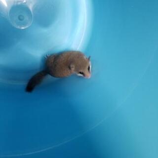 アフリカヤマネ　２歳くらい