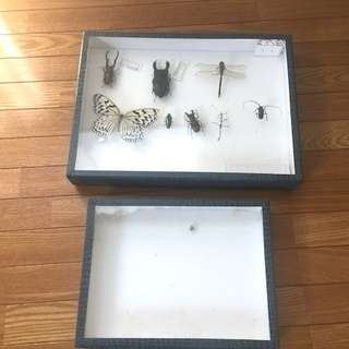 中古標本箱2箱 楽天市場】森の標本箱の通販