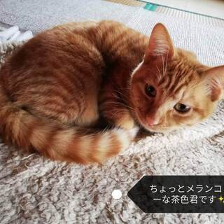 かわいいちゃいろくん