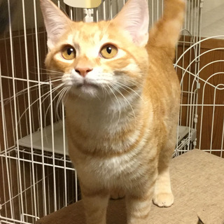 甘ったれ坊やのシェリ