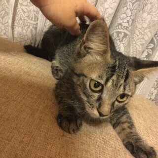 甘え上手なキジトラちゃん