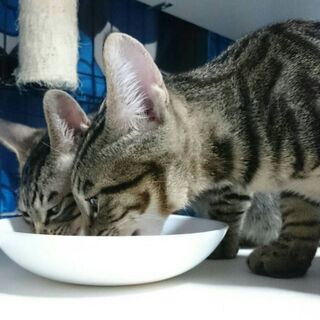 ベンガルっぽいスポット柄の美形子猫♪ 翼くん - 里親募集