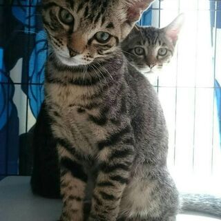 ベンガルっぽいスポット柄の美形子猫♪ 翼くん - 猫