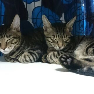 ベンガルっぽいスポット柄の美形子猫♪ 翼くん − 神奈川県
