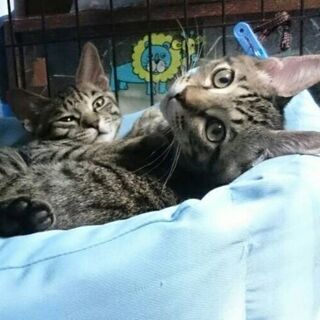 ベンガルっぽいスポット柄の美形子猫♪ 翼くんの画像