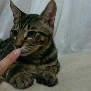 超イケメン猫？イケニャンで 遊び盛りのタッキー - 里親募集