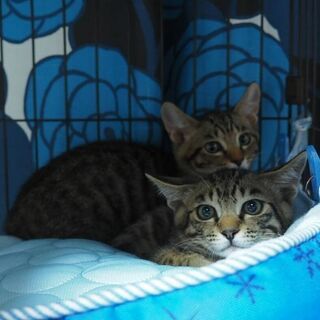 超イケメン猫？イケニャンで 遊び盛りのタッキー - 里親募集