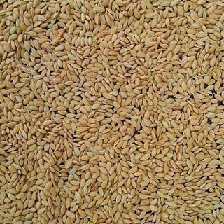 １回目のお取引無事に終えました■長野県産コシヒカリ米25kg　2018年産【もみ付米　長期保存可能】必要分だけ精米して美味しく食べましょう♪の画像