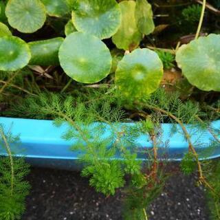 メダカ　水草　の画像