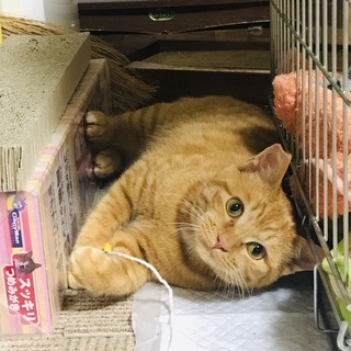 茶トラ　オス　推定５～６カ月　(里親候補決まりました)