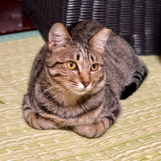 【里親決定】No.79 キジトラ 美猫ちゃん − 徳島県
