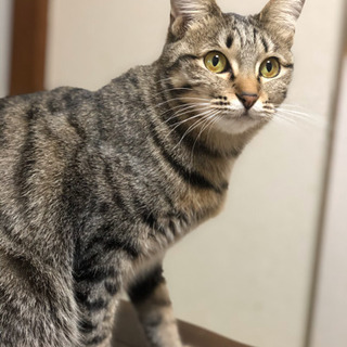 No.79 キジトラ 美猫ちゃん