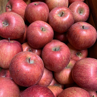 蜜入り サンふじ かわいい小玉 1kg〜