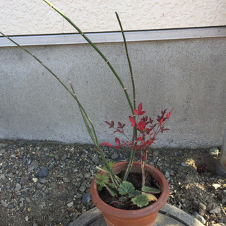 寄せ植え