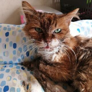 13歳のメス、避妊手術済み、中毛の三毛 - 流山市