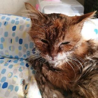 13歳のメス、避妊手術済み、中毛の三毛
