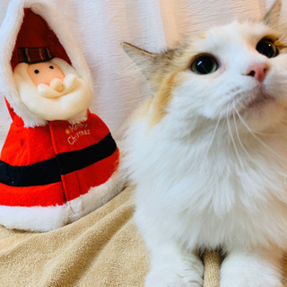 ノルウェージャンフォレストキャット　♀ 繁殖引退猫ちゃん