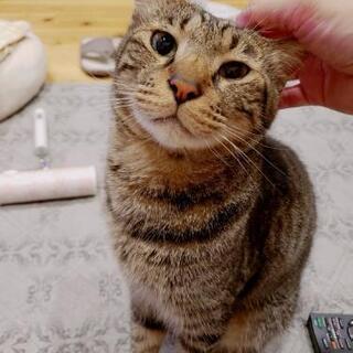 ネコ好き